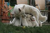 TETER - BERGER BLANC SUISSE 030